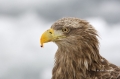 White-tailed-Eagle;White-tailed-Sea-Eagle;Sea-Eagle;Haliaeetus-albicilla;Japan;b